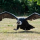 Vogelschutz: Condor ist der schwerste Vögel der Welt